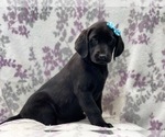 Small Photo #1 Labrador Retriever Puppy For Sale in LAKELAND, FL, USA