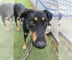 Doberman Pinscher-German Shepherd Dog Mix Dogs for adoption in Downey, CA, USA