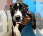 Small #1 American Pit Bull Terrier
