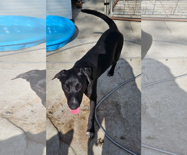 Medium Photo #6 Labrador Retriever-Unknown Mix Puppy For Sale in Tracy City, TN, USA