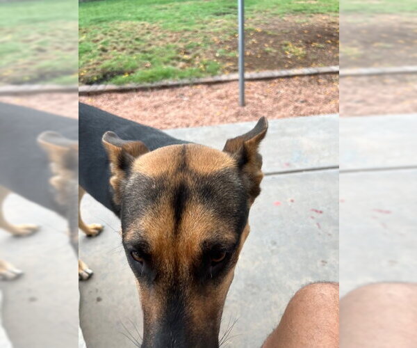 Medium Photo #3 German Shepherd Dog-Unknown Mix Puppy For Sale in Chandler, AZ, USA