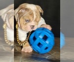 Small Photo #4 English Bulldog Puppy For Sale in POPLAR, CA, USA