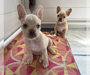 French Bulldog Litter for sale in SUGAR HILL, GA, USA