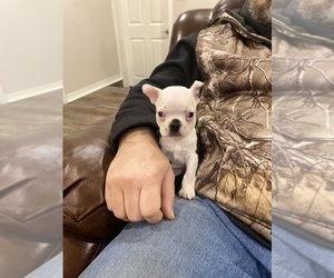 Boston Terrier Puppy for sale in FREDONIA, KS, USA