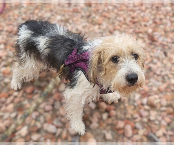 Medium Photo #1 Parson Russell Terrier-Unknown Mix Puppy For Sale in Phoenix, AZ, USA
