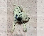 Small Photo #27 Dalmatian Puppy For Sale in TEMPLE, TX, USA