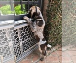 Small Photo #5 German Shorthaired Pointer Puppy For Sale in SAN DIEGO, CA, USA