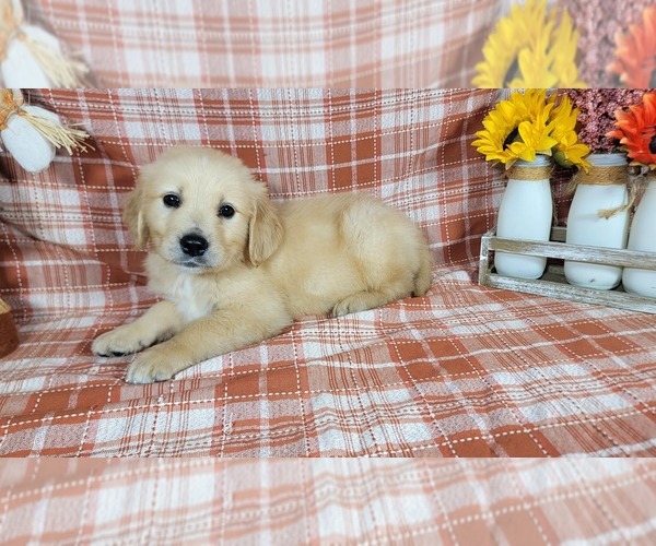 Medium Photo #2 Golden Retriever Puppy For Sale in FALCON, CO, USA