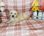 Small #1 Golden Retriever