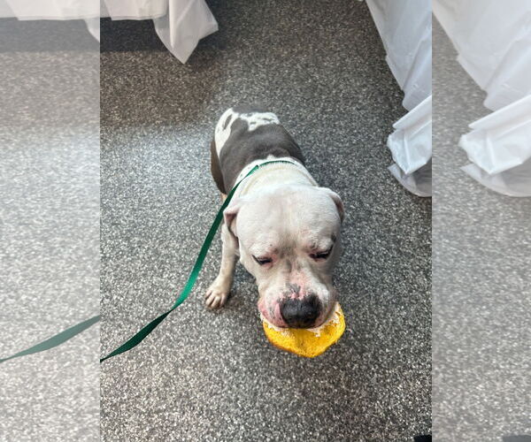 Medium Photo #8 Bullypit Puppy For Sale in Techny, IL, USA