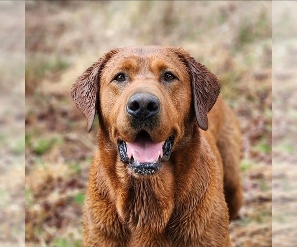 Medium Photo #1 Labrador Retriever Puppy For Sale in MOUNT AIRY, NC, USA