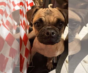 Pug Dogs for adoption in Dumont, NJ, USA