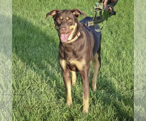 Medium Photo #4 Doberman Pinscher Puppy For Sale in Huntley, IL, USA