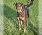 Small #3 Doberman Pinscher