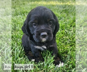 English Cocker Spaniel-English Springer Spaniel Mix Puppy for Sale in BAYLISS, California USA