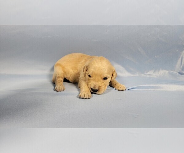 Medium Photo #2 Golden Retriever Puppy For Sale in BLACK FOREST, CO, USA