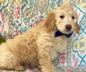 Goldendoodle (Miniature) Puppy for sale in LANCASTER, PA, USA