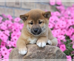 Shiba Inu Puppy for sale in FREDERICKSBG, OH, USA