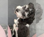 Small #1 Miniature Schnauzer Mix
