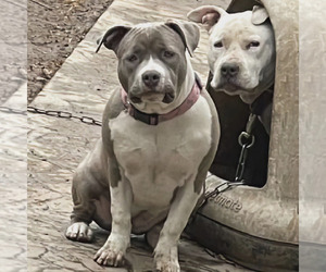 Mother of the American Bully puppies born on 10/12/2023