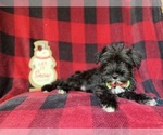 Small #3 Schnauzer (Miniature)