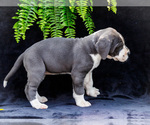 Small Photo #27 Great Dane Puppy For Sale in WAKARUSA, IN, USA