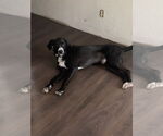 Small Boxer Mix