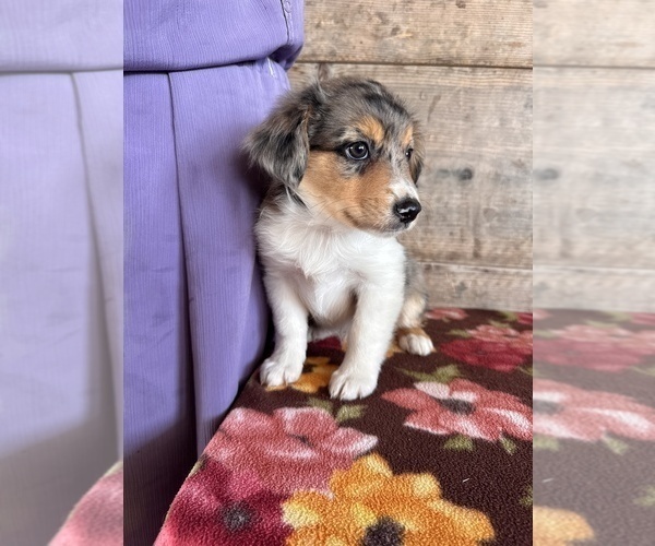 Medium Photo #6 Miniature Australian Shepherd-Mutt Mix Puppy For Sale in VERMONTVILLE, MI, USA