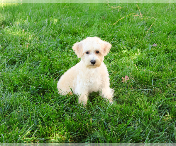 Medium Photo #6 Poodle (Toy)-West Highland White Terrier Mix Puppy For Sale in SYRACUSE, IN, USA