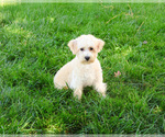Small #5 Poodle (Toy)-West Highland White Terrier Mix