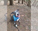 Small #16 American Pit Bull Terrier