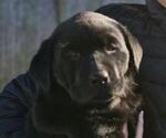 Puppy Puppy 1 Labrador Retriever