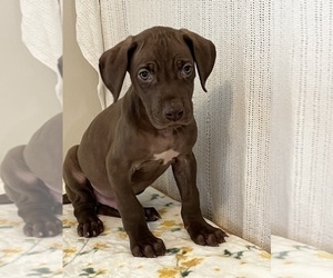 Great Dane Puppy for sale in BEECH GROVE, IN, USA