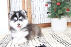 Small Photo #3 Pomsky Puppy For Sale in NAPLES, FL, USA