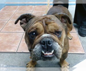Bulldog-Unknown Mix Dogs for adoption in Downey, CA, USA