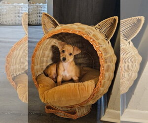 Chihuahua-Unknown Mix Dogs for adoption in Tampa, FL, USA