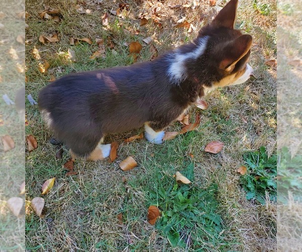 Medium Photo #3 Pembroke Welsh Corgi Puppy For Sale in GRAHAM, WA, USA