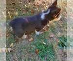 Small #2 Pembroke Welsh Corgi