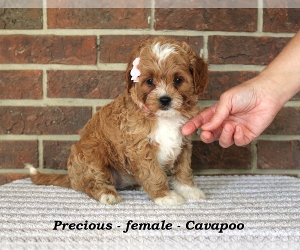 Medium Photo #1 Cavapoo Puppy For Sale in CLARKRANGE, TN, USA