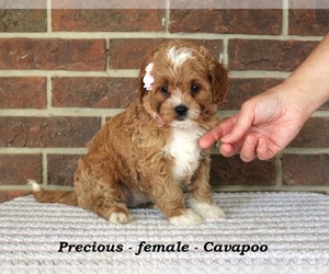 Cavapoo Puppy for Sale in CLARKRANGE, Tennessee USA
