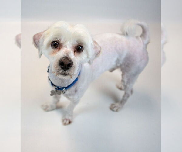 Medium Photo #2 Mutt Puppy For Sale in Kennesaw, GA, USA