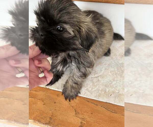 Medium Photo #5 Shih Tzu Puppy For Sale in WINGATE, NC, USA