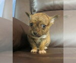 Small #2 Chihuahua