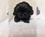 Puppy Thunder Shih Tzu