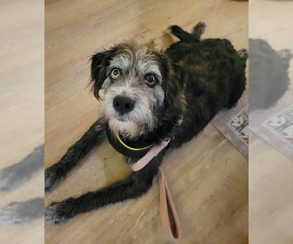 Medium Photo #7 Mutt Puppy For Sale in Kennesaw, GA, USA