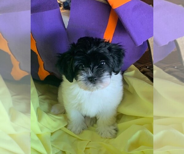 Medium Photo #4 Havanese Puppy For Sale in PHOENIX, AZ, USA