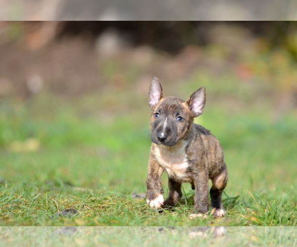 Medium Photo #8 Miniature Bull Terrier Puppy For Sale in Kiskoros, Bacs-Kiskun, Hungary