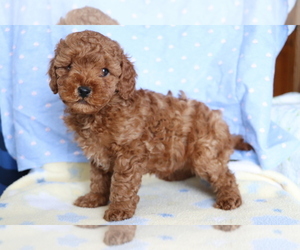 Cavapoo Puppy for sale in SHILOH, OH, USA