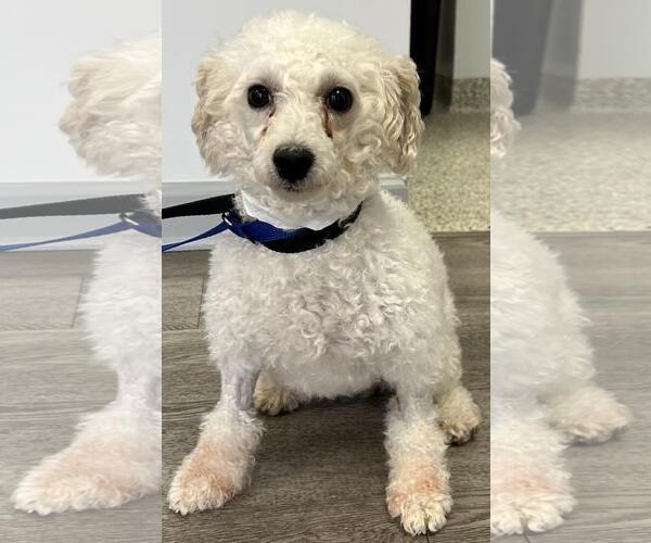 Medium Photo #7 Poodle (Miniature) Puppy For Sale in Westminster, MD, USA