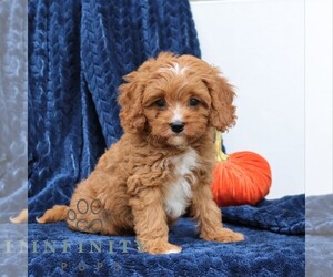 Cavapoo (Miniature) Puppy for sale in PARADISE, PA, USA